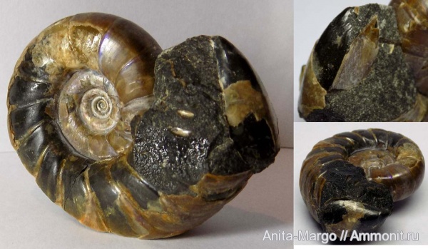 Buchia, Eogaudryceras