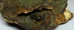 Анапаит в полости раковины двустворки