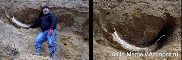 Mammuthus trogontherii chosaricus