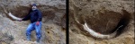 Бивень хазарского мамонта (Mammuthus trogontherii chosaricus)