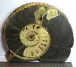 Аммонит Acanthohoplites в разрезе