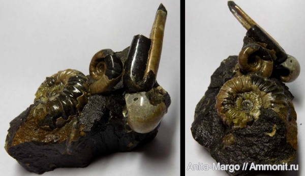 Jaubertella, Ptychoceras, Diadochoceras, Eogaudryceras duvali