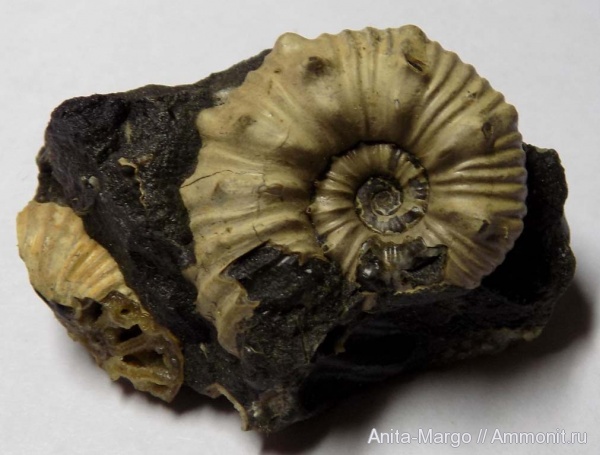 Diadochoceras, Diadochoceras recticostatum