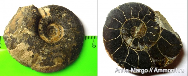 Zuercherella zuercheri