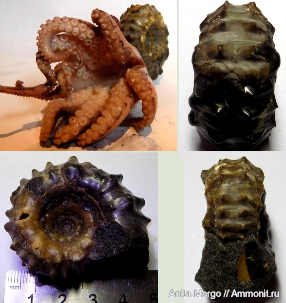 аммониты, Douvilleiceras