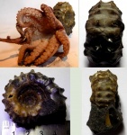 Небольшой Douvilleiceras