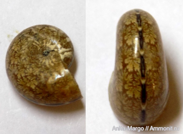 аммониты, сифон, Euphylloceras, лопастные линии