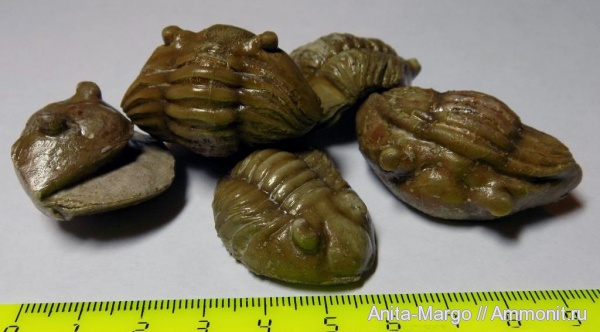 трилобиты, ордовик, Вильповицы, Asaphus, Ленинградская область, Asaphus punctatus