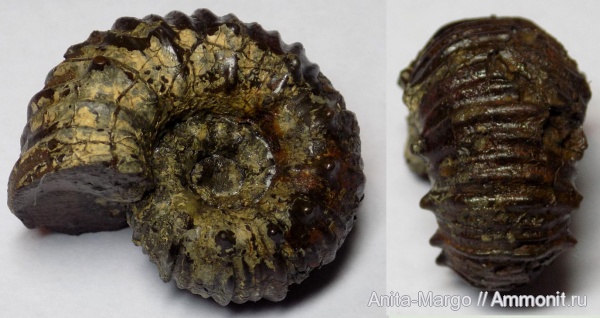 аммониты, Acanthohoplites bigoureti