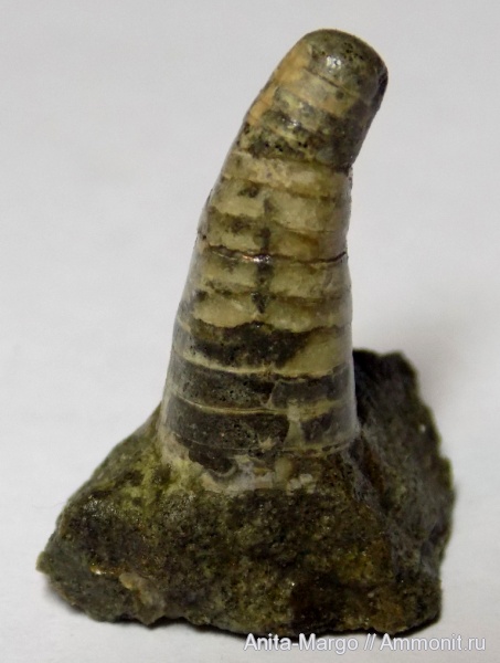 фрагмоконы, phragmocones