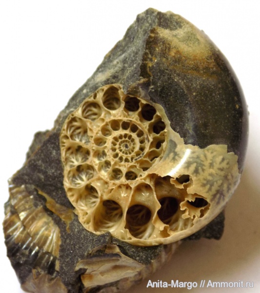 аммониты, лопастные линии, Lytoceras