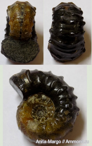 аммониты, Douvilleiceras