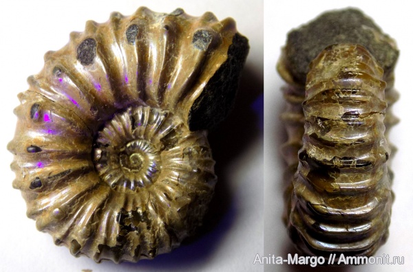 аммониты, Diadochoceras