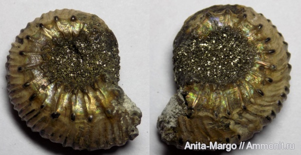 аммониты, Kosmoceras