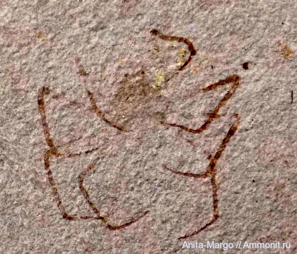 ракообразные, олигоцен, крабы, Majidae