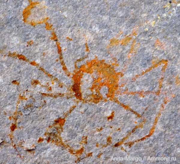 ракообразные, олигоцен, крабы, Majidae