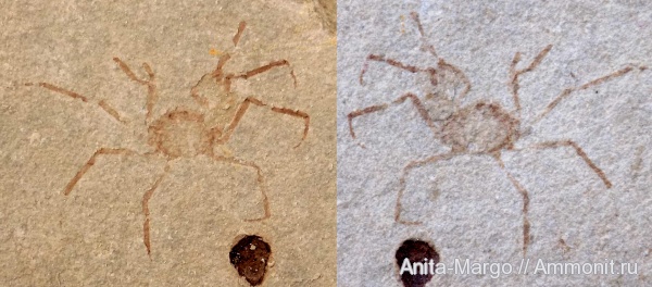 ракообразные, олигоцен, крабы, Majidae