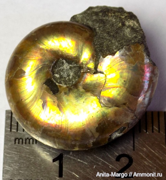 аммониты, Euphylloceras