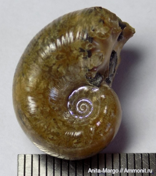 аммониты, Lytoceras