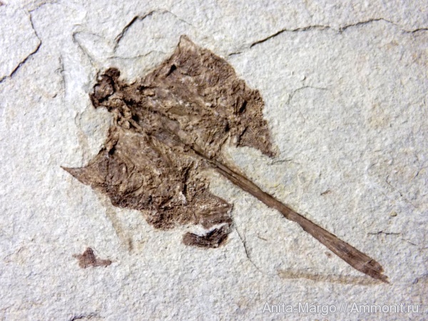 палеоген, олигоцен, кайнозой