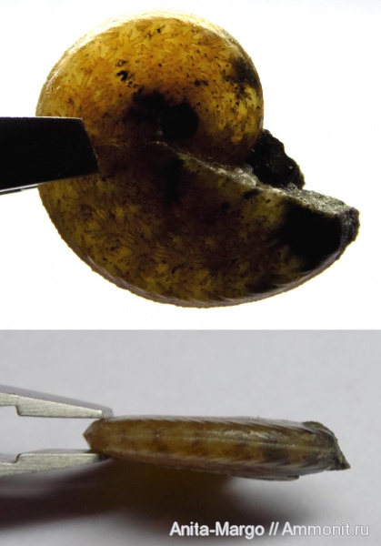 аммониты, Aconeceras