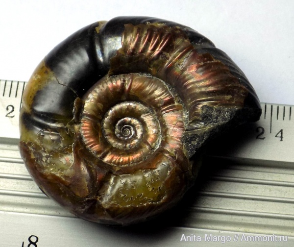 аммониты, Puzosia, р. Хокодзь