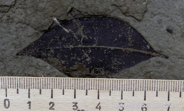 палеоген, олигоцен, кайнозой