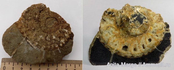 аммониты
