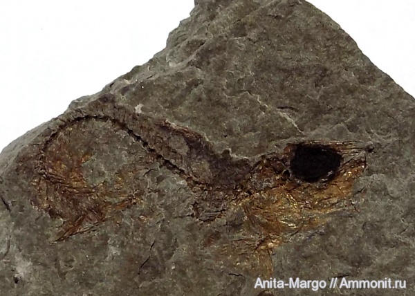 палеоген, рыбы, олигоцен, кайнозой, Sardinella, fish