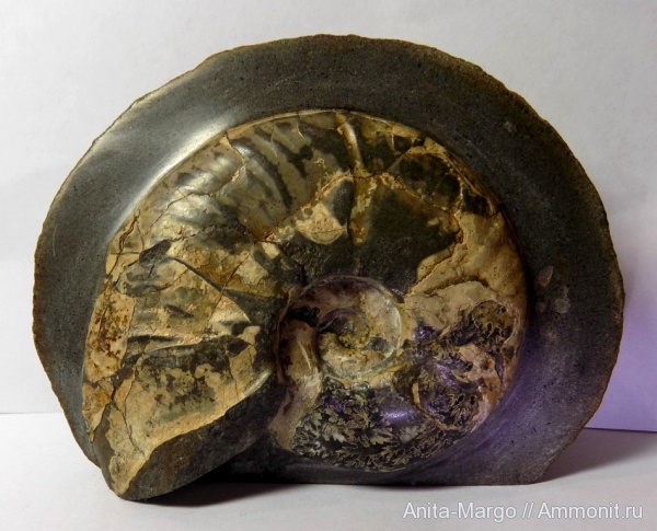 аммониты, Zuercherella zuercheri