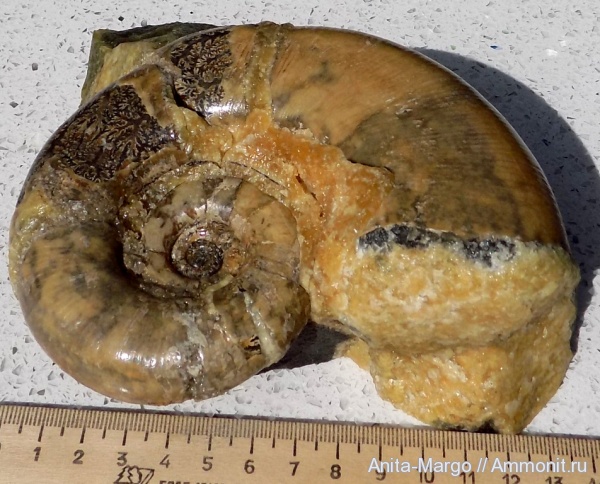 аммониты, Lytoceras, Lytoceratina