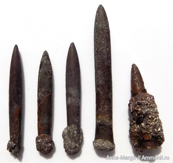 белемниты, ростры