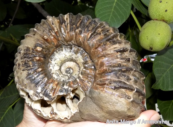 аммониты, Cheloniceras