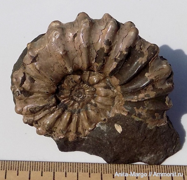 аммониты, Dufrenoya