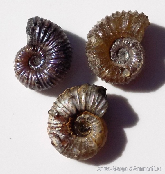 аммониты, Diadochoceras