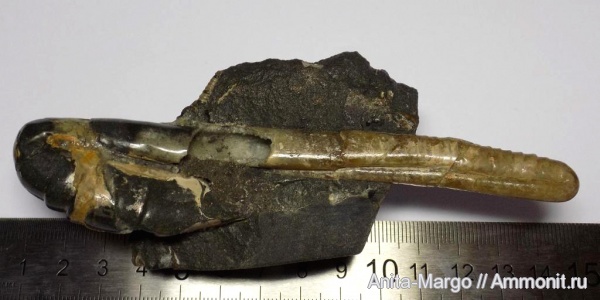 аммониты, Ptychoceras, Ptychoceras puzosianum