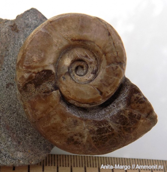 аммониты