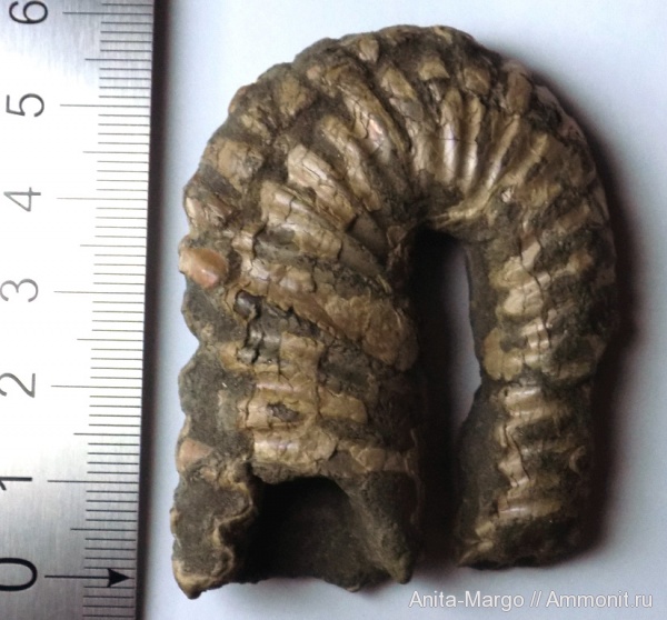 аммониты, Anahamulina