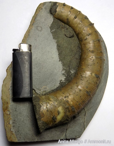 аммониты, Pseudocrioceratites, Pseudocrioceratites rotundus