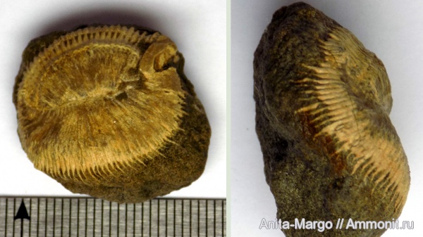 кораллы, одиночные кораллы