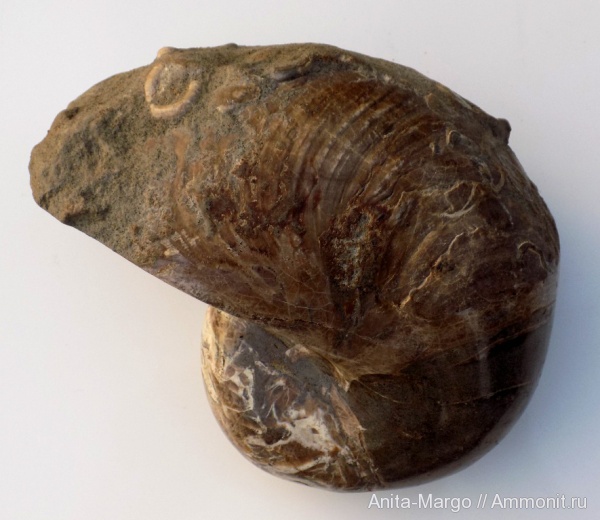 наутилусы, наутилоидеи, обрастание