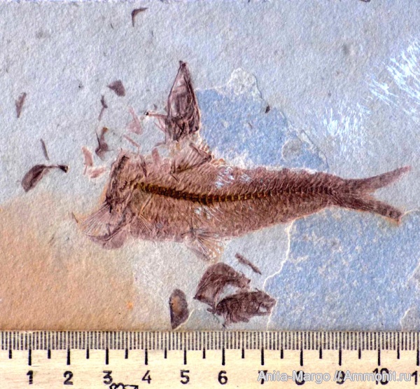 палеоген, рыбы, олигоцен, кайнозой, fish