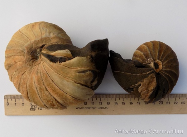 наутилусы, наутилоидеи