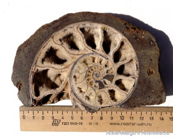 аммониты, Cheloniceras
