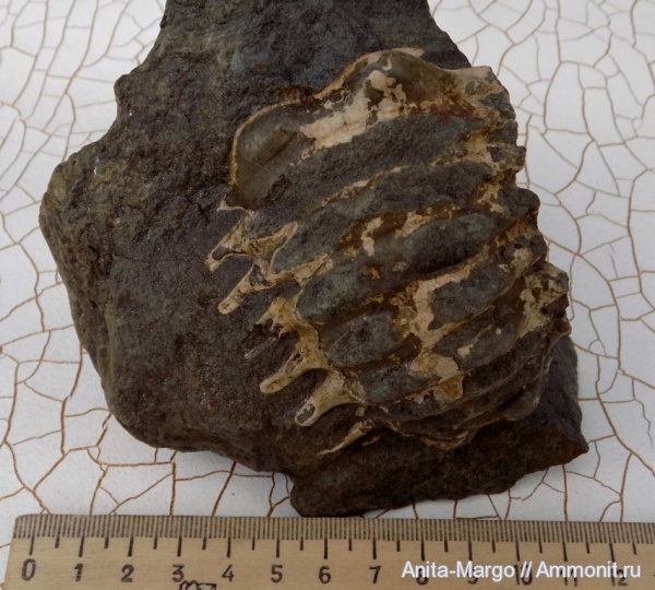 аммониты, Epicheloniceras, шипы