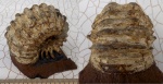 Аммонит Epicheloniceras с сохранившимися устьем и шипами