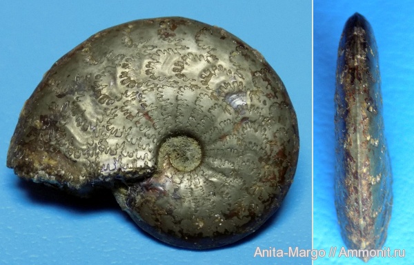 аммониты, мел, апт, Aconeceras