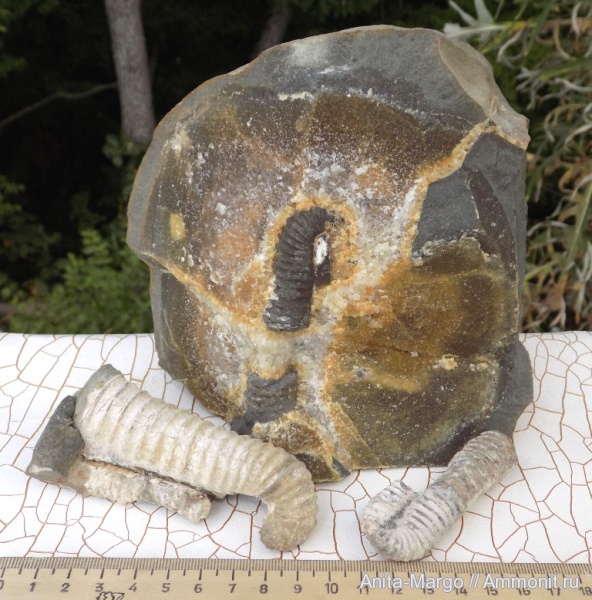 аммониты, Hamiticeras, Hamiticeras pilsbryi