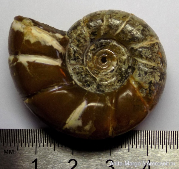 аммониты, Eogaudryceras, лопастные линии