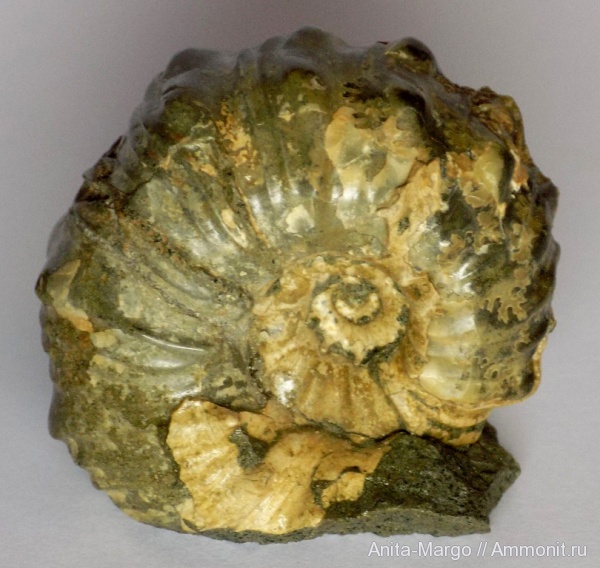 аммониты, Epicheloniceras, Epicheloniceras martini